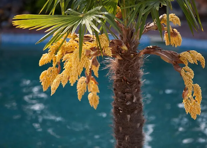 Hotel de apartamente Aristides *